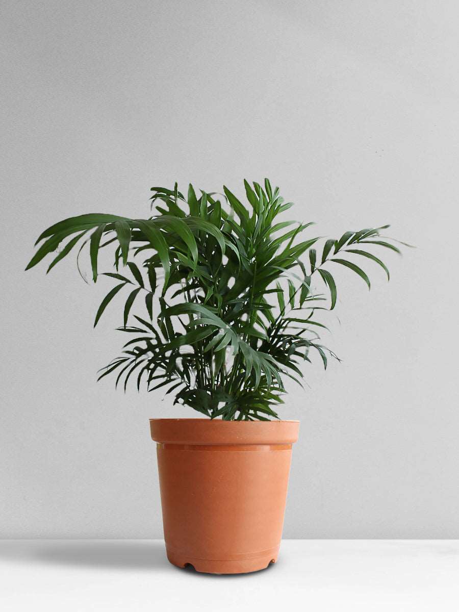 Chamaedorea Palm (Medium)