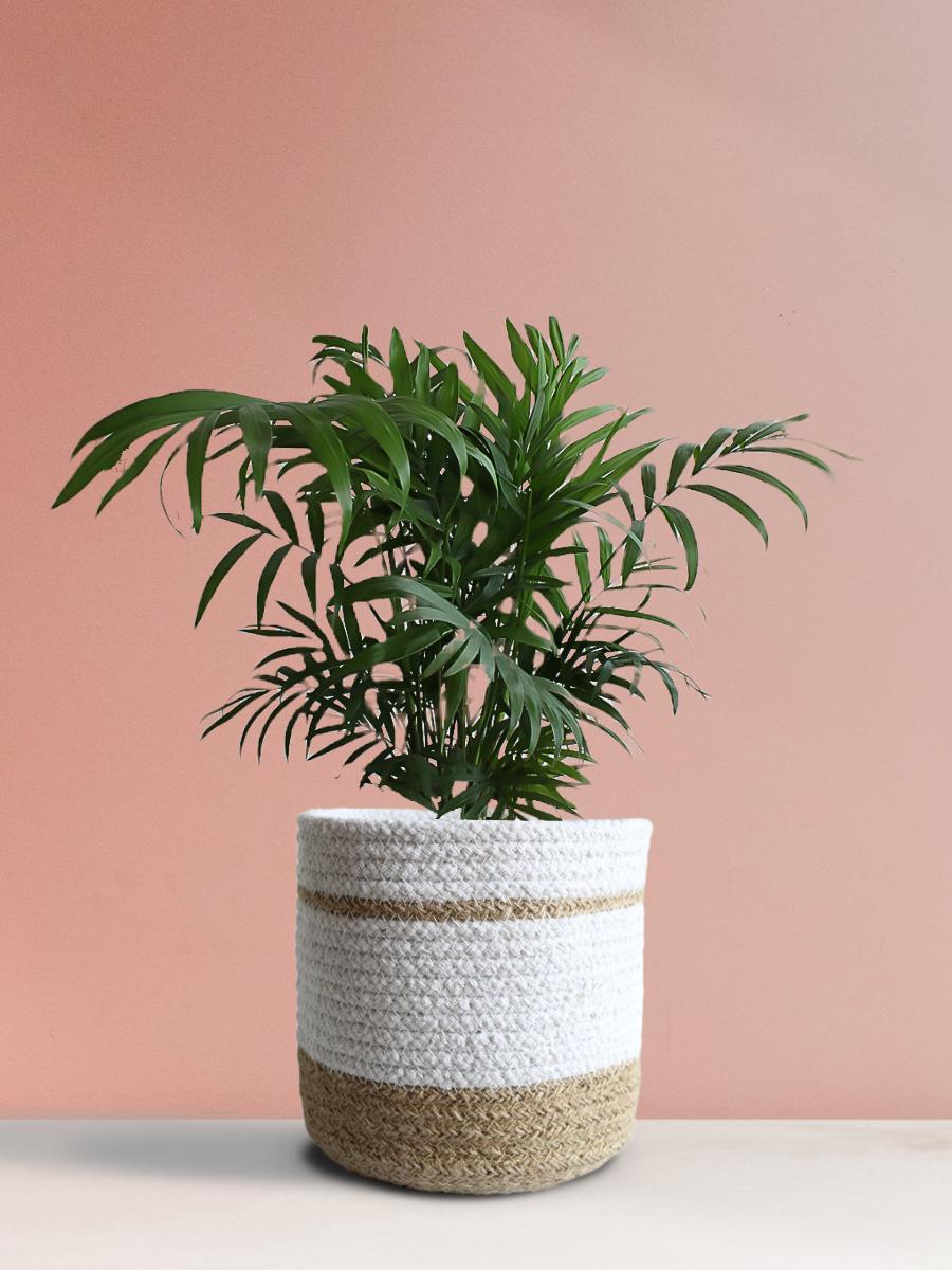 Chamaedorea Palm Plant Gift in Eco Pot (Medium)