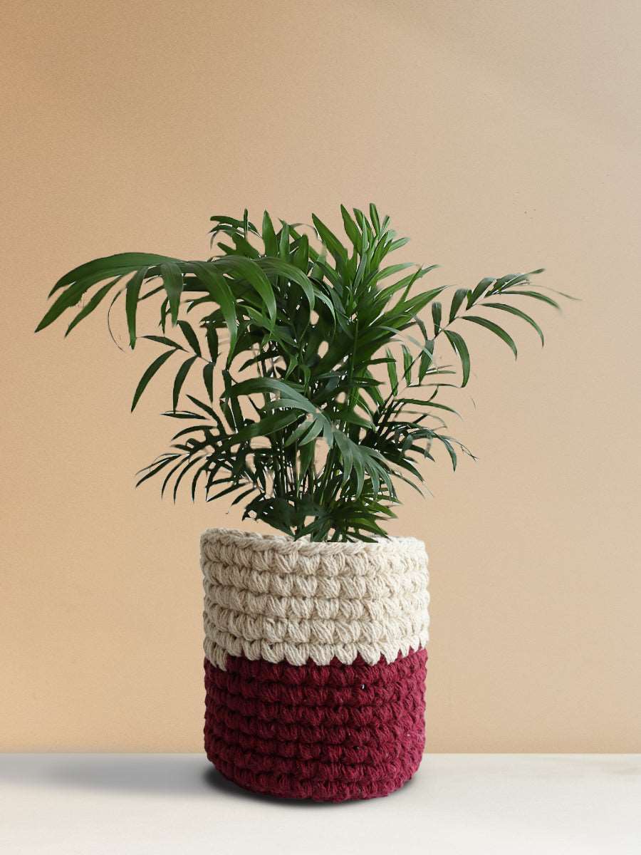 Chamaedorea Palm (Medium)