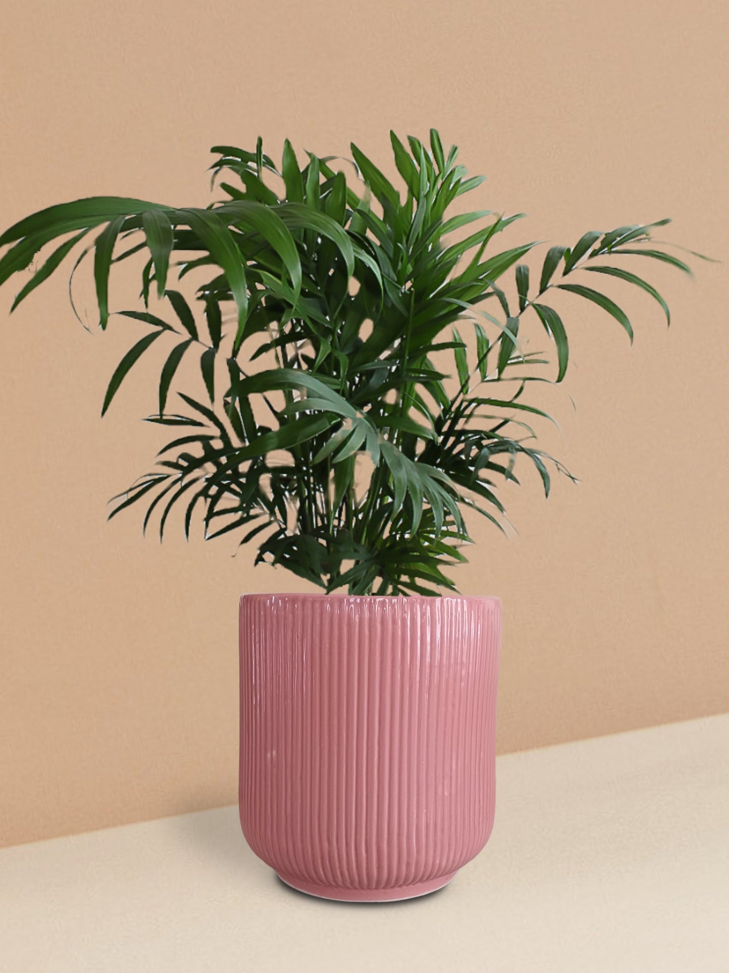 Chamaedorea Palm Plant in Ceramic Pot (Medium)