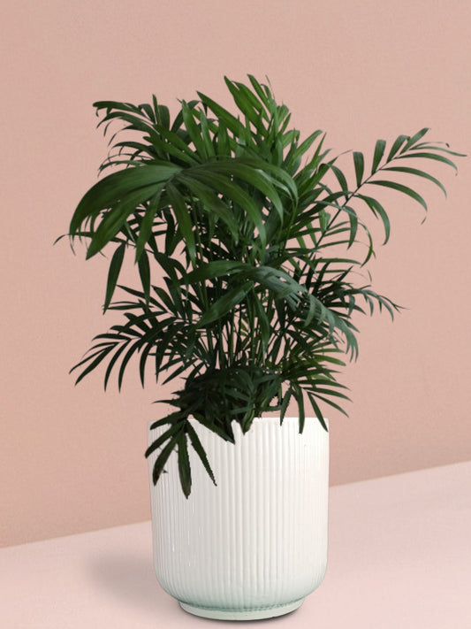 Chamaedorea Palm Plant in Ceramic Pot (Large)