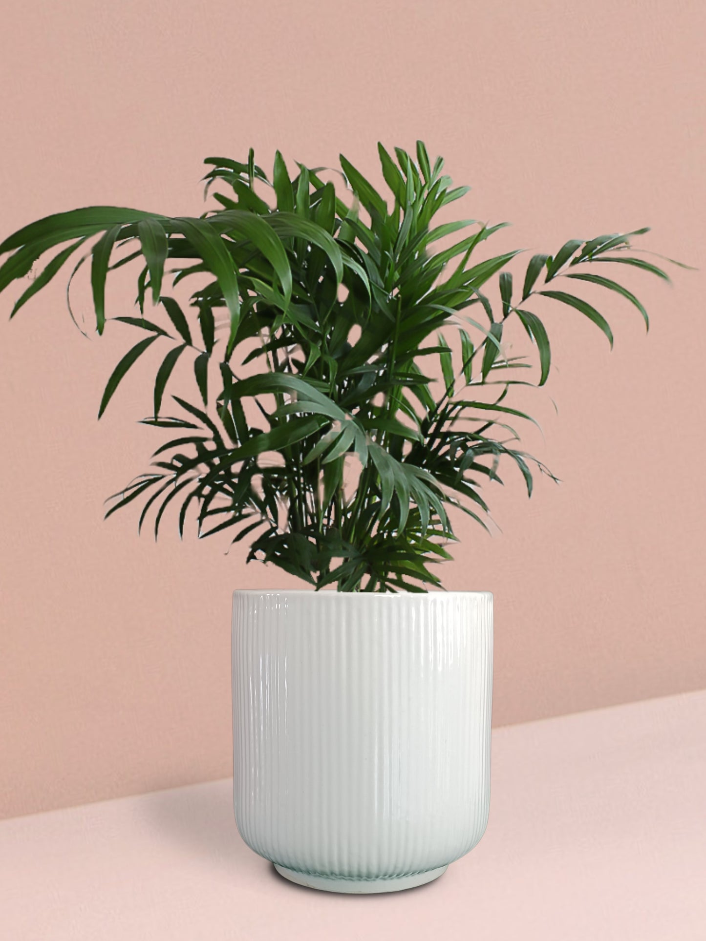 Chamaedorea Palm Plant in Ceramic Pot (Medium)