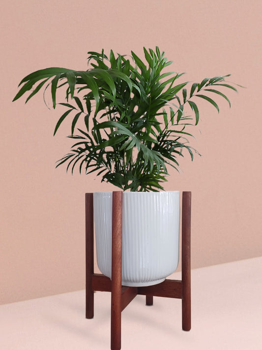 Chamaedorea Palm Plant in Ceramic Pot (Medium)