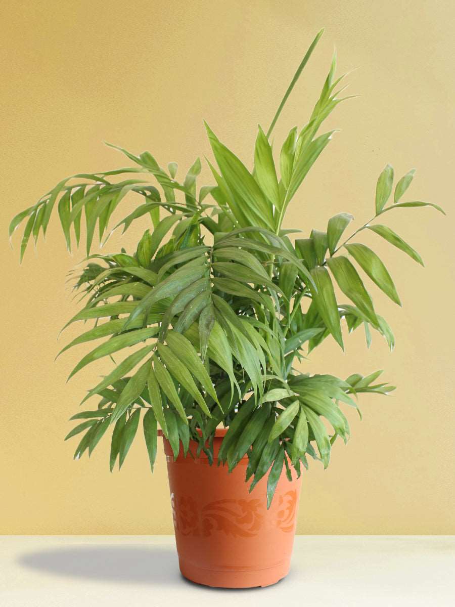 Chamaedorea Palm (X-Large)