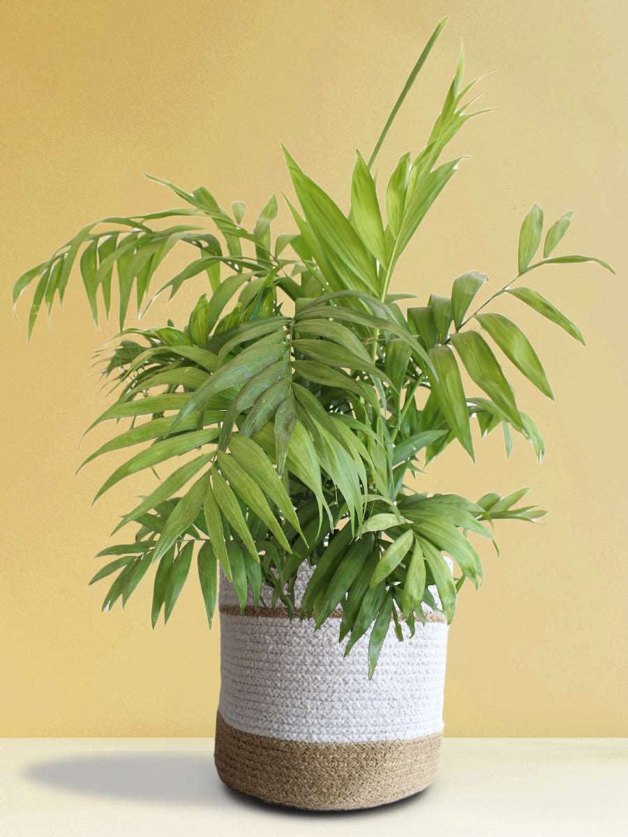 Chamaedorea Palm (X-Large)