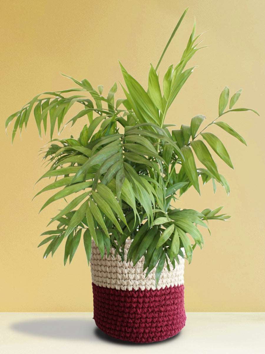 Chamaedorea Palm (X-Large)