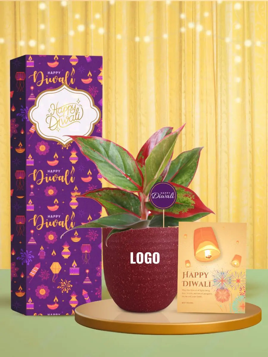 chic desk plants to celebrate diwali with gratitude