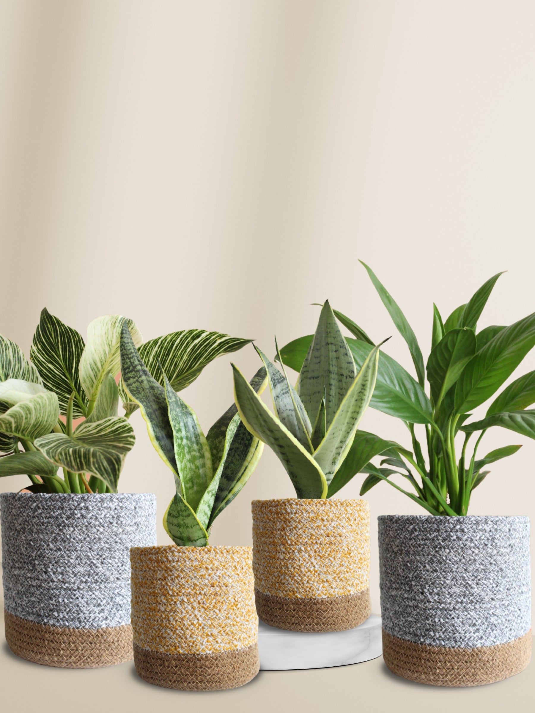 air purifying plants for the bedroom Classy Air-Purifying Bedroom Plants Combo – Greenkin