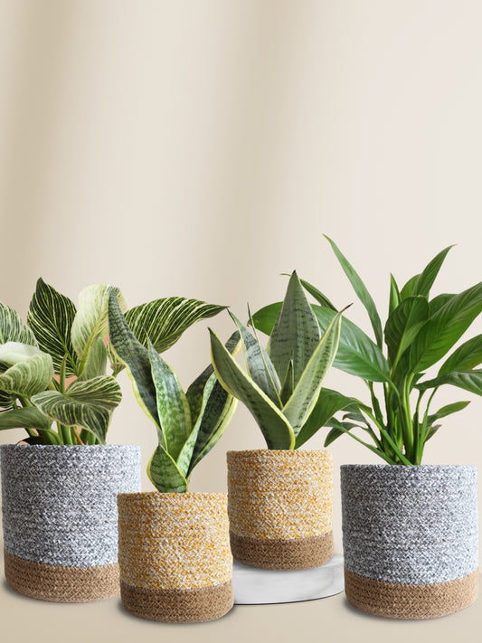 stylish air-purifying oxygen bedroom plants for home