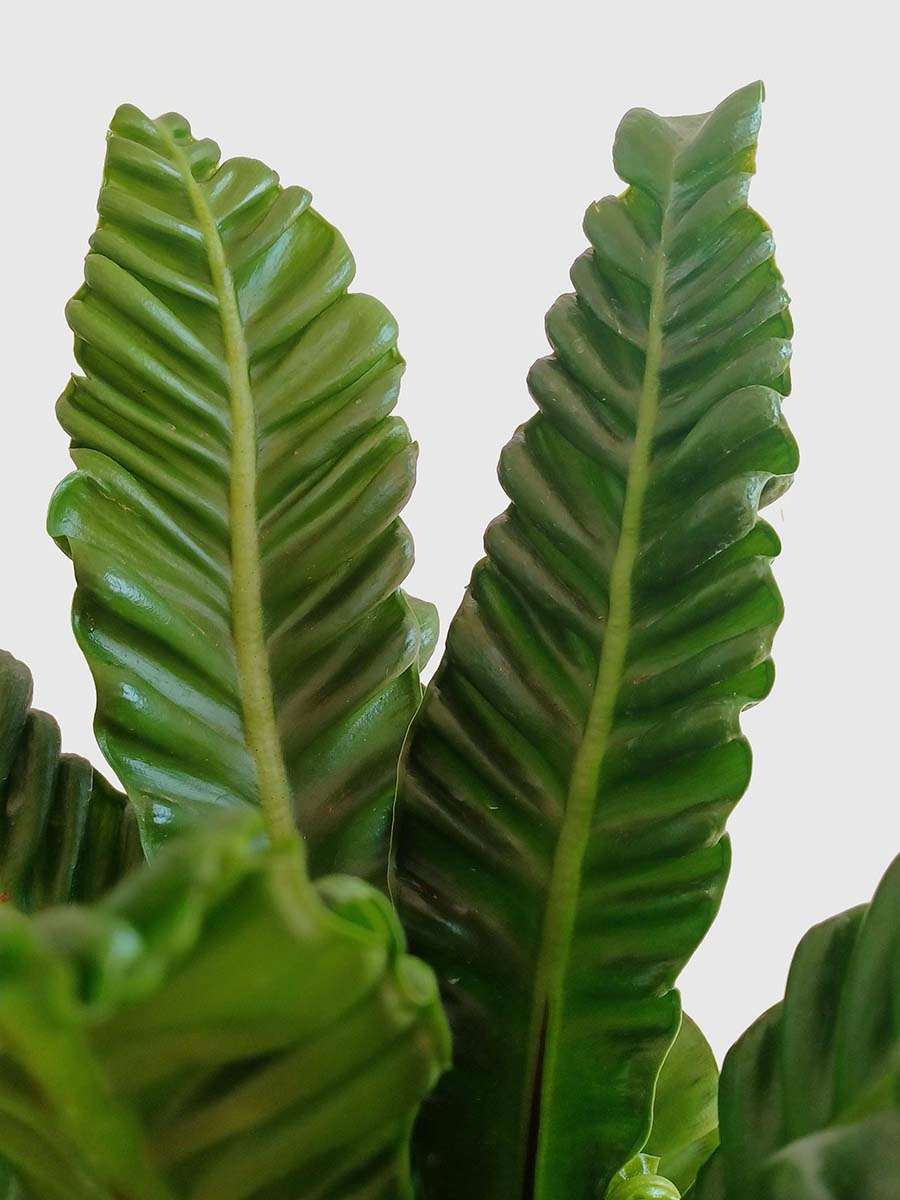 Cobra Fern (X-Large)
