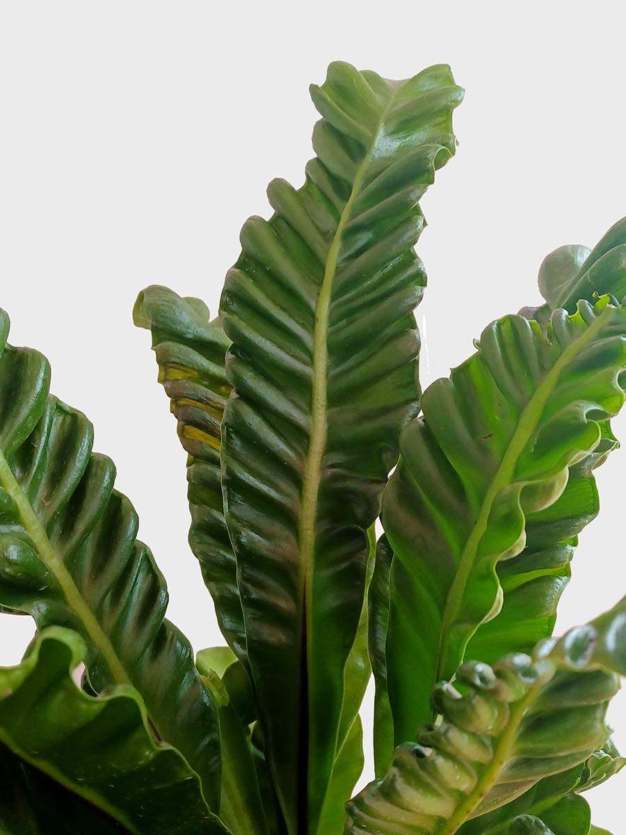 Cobra Fern (X-Large)