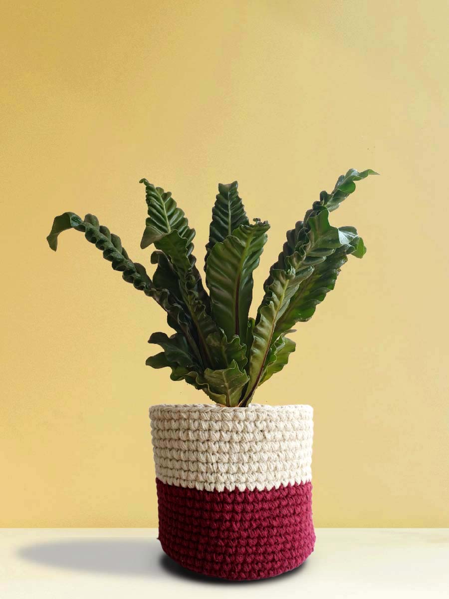 Cobra Fern (X-Large)