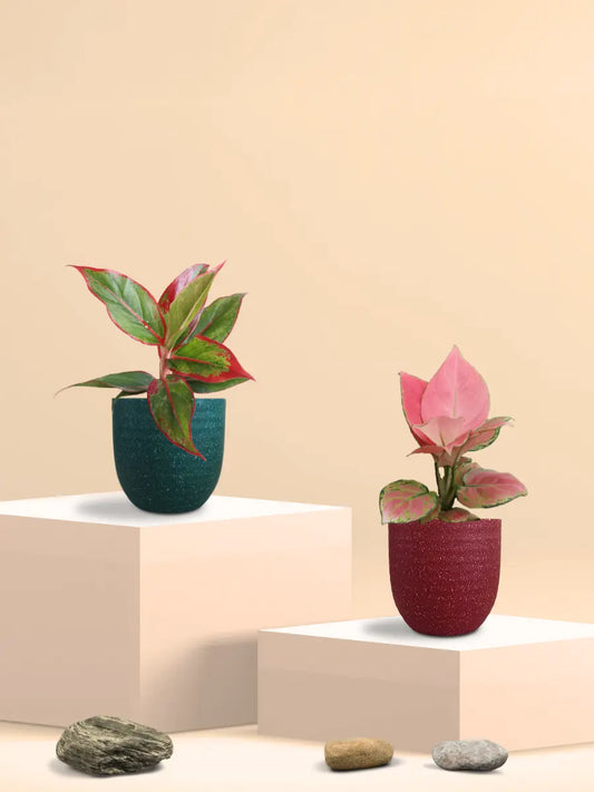 Colorful Aglaonema Combo (Small)