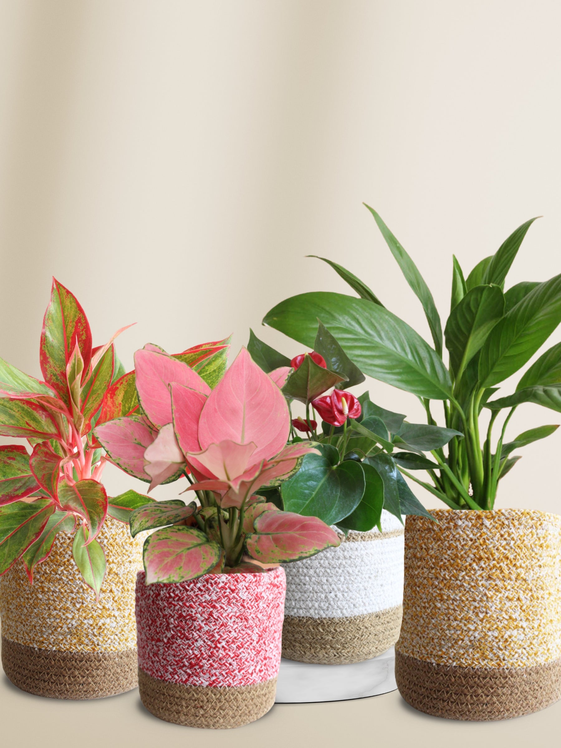 air purifying bedroom plants Colorful Air-Purifying Plants Combo for Bedroom – Greenkin