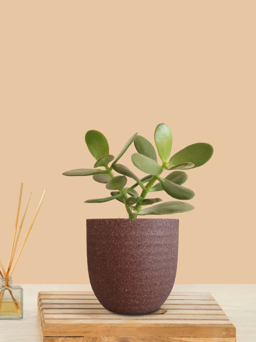 Beautiful Crassula Ovata Plant for table and desks