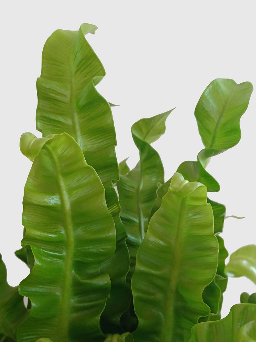 Crispy Wave Fern (X-Large)