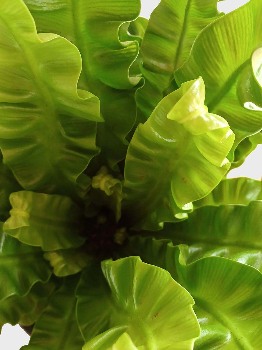 Crispy Wave Fern (X-Large)