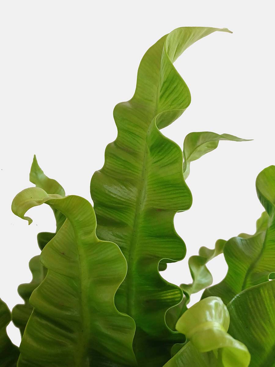 Crispy Wave Fern (X-Large)