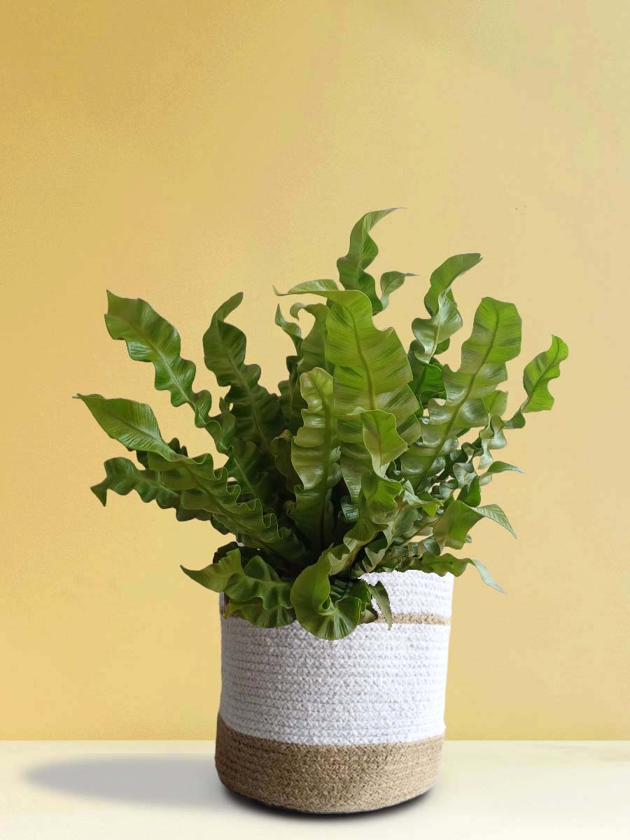 Crispy Wave Fern (X-Large)