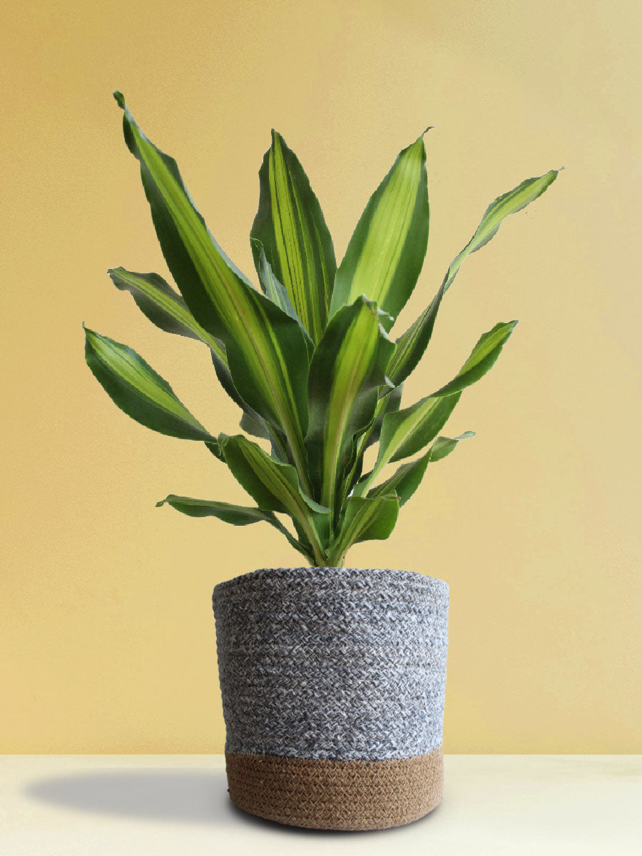 Air-Purifying Plants Combo (XL Plants)