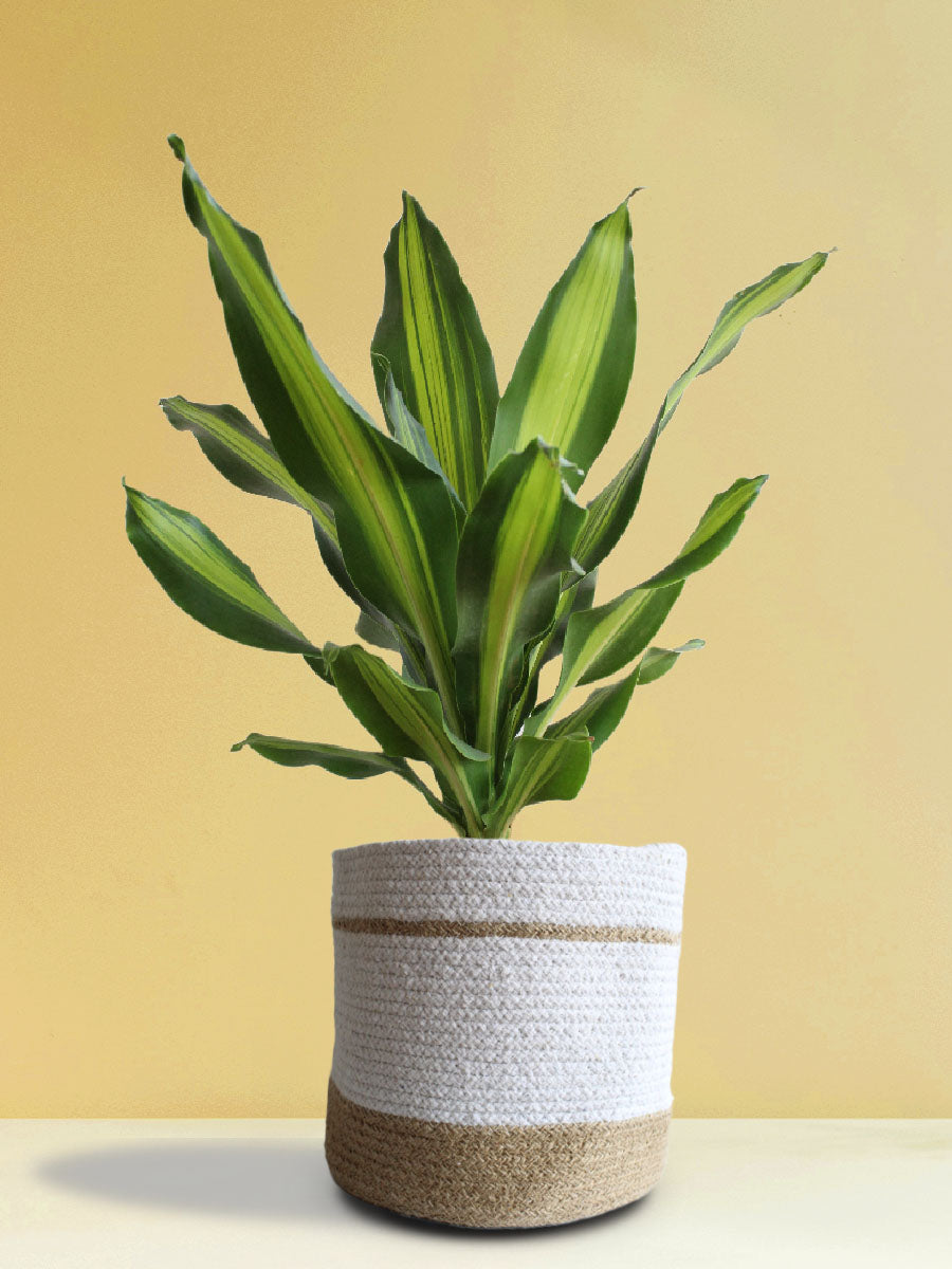 Air-Purifying Plants for Living Room