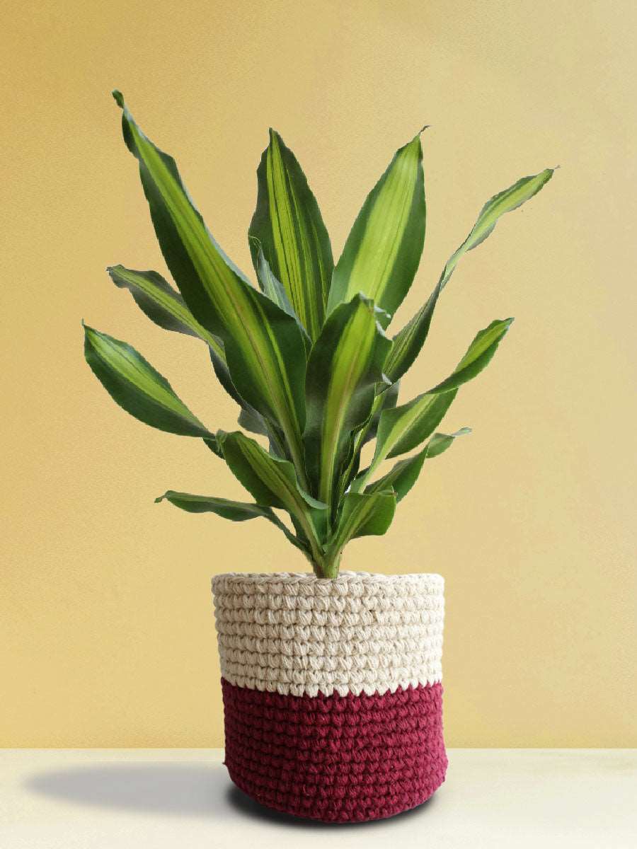 Dracaena Dara Singh (X-Large)