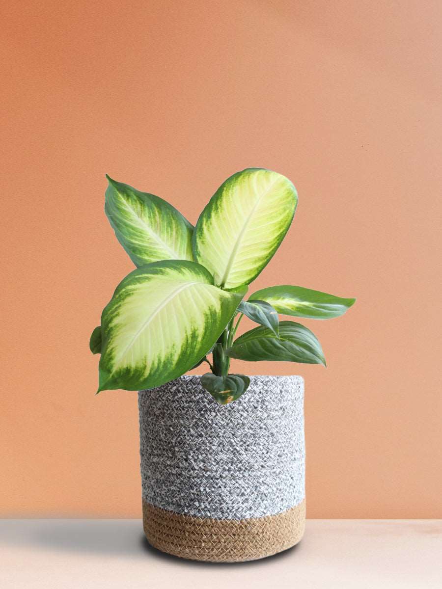 Dieffenbachia Honeydew (Large)