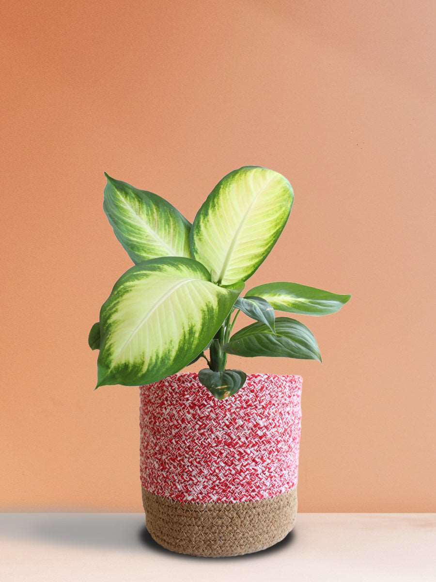 dieffenbachia pink leaves Dieffenbachia Honeydew (Large)