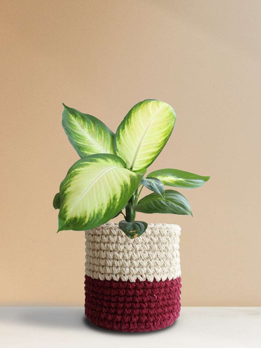 Dieffenbachia Honeydew (Large)