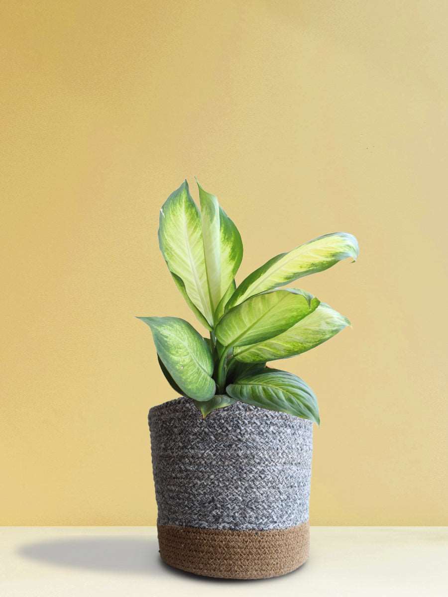 Dieffenbachia Honeydew (X-Large)