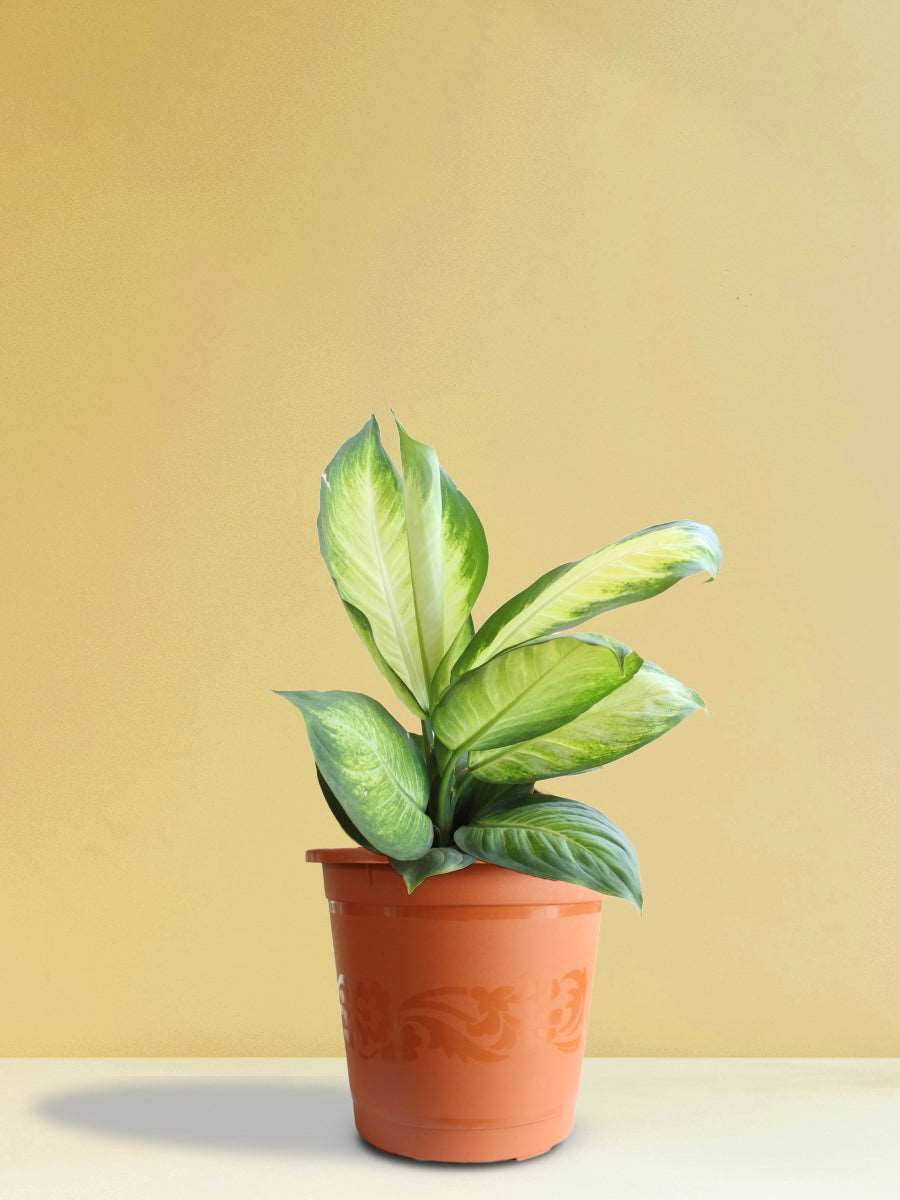 Dieffenbachia Honeydew (X-Large)