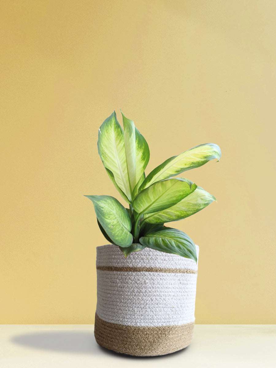 Dieffenbachia Honeydew (X-Large)