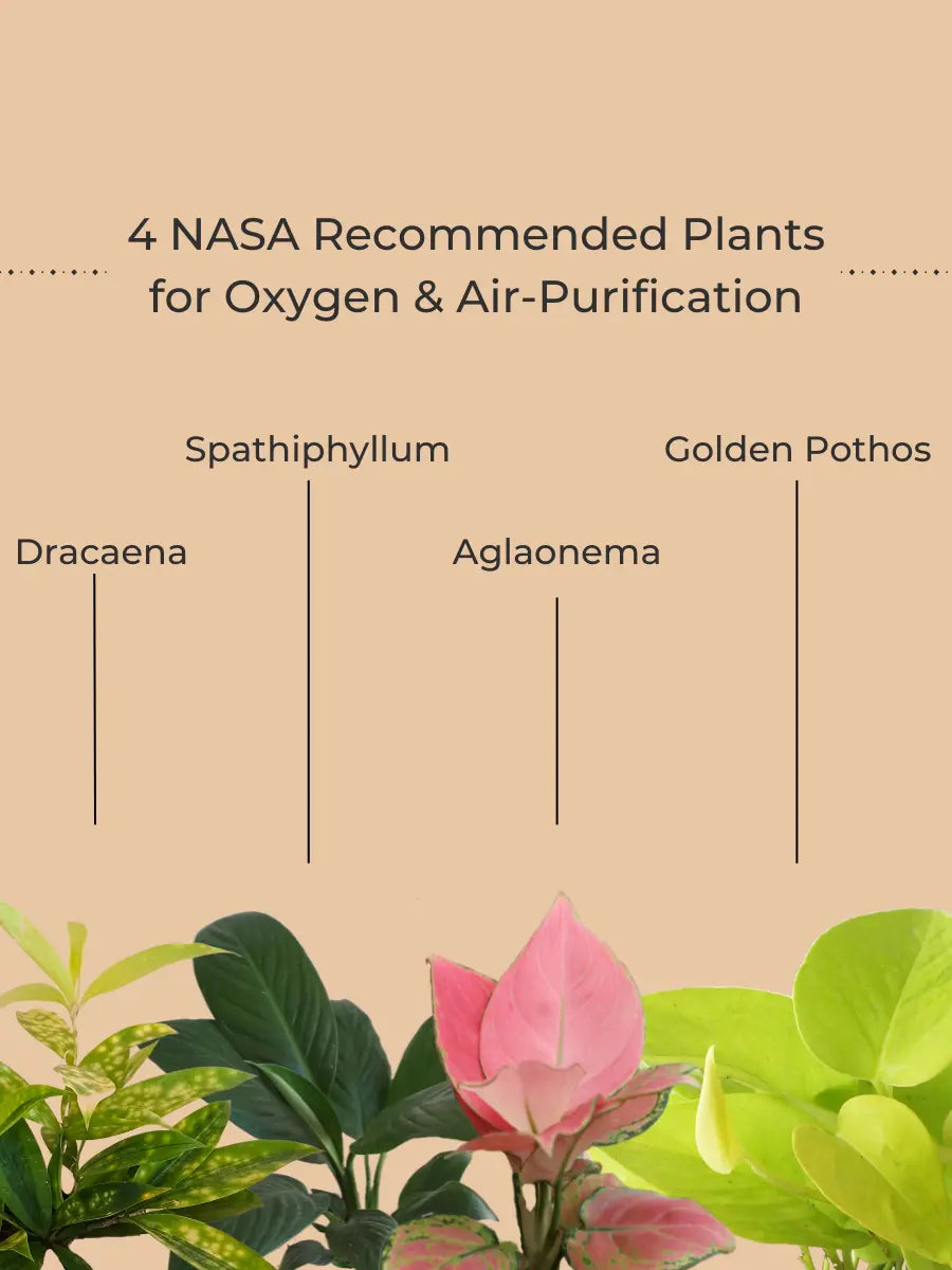 Easy-Care Air-Purifying Indoor Plants Combo (Small)