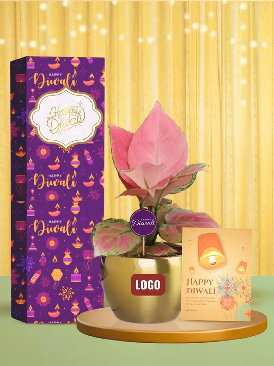 eco friendly plants for diwali client appreciation