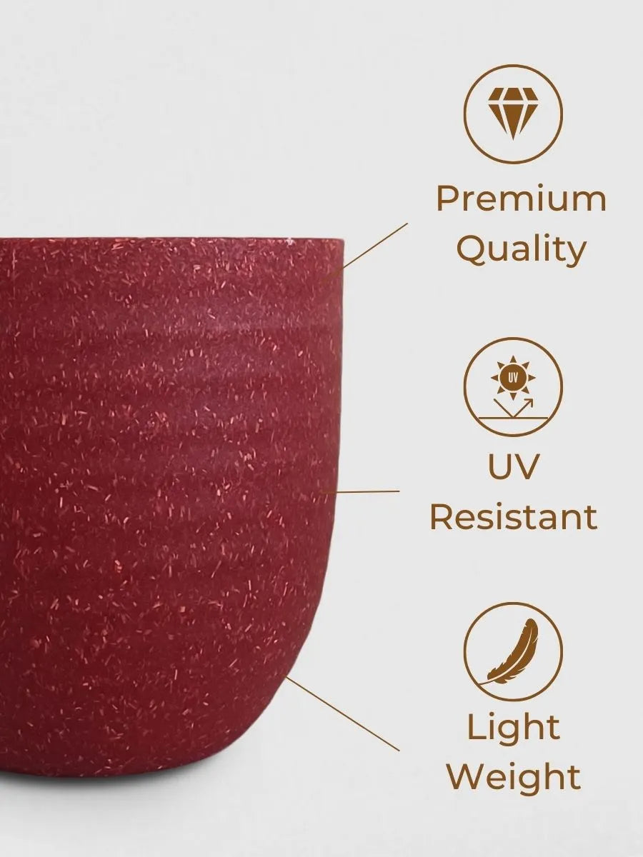 Oxycardium Green (Small) in Eco Pot