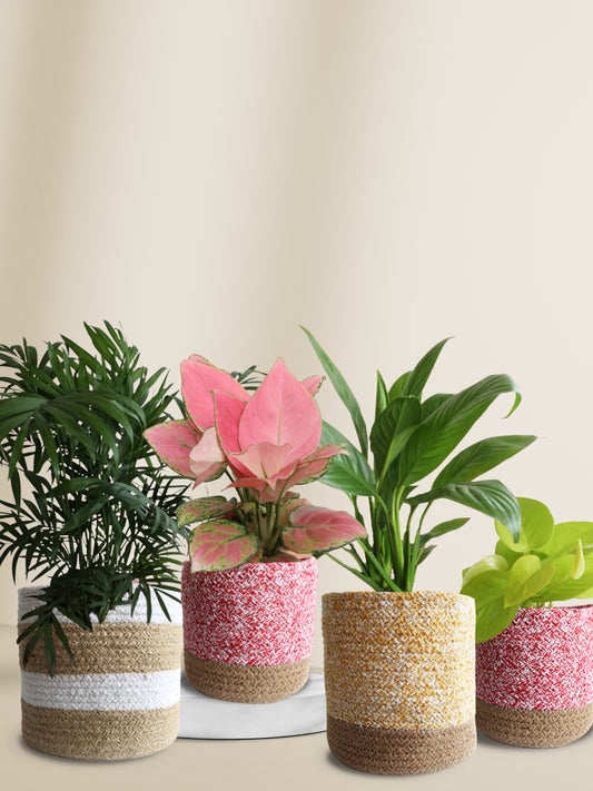 decorative indoor living room plants for oxygen and air purification