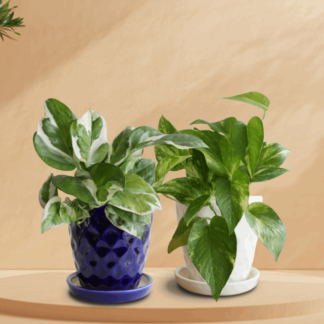 Elite Pothos Duo