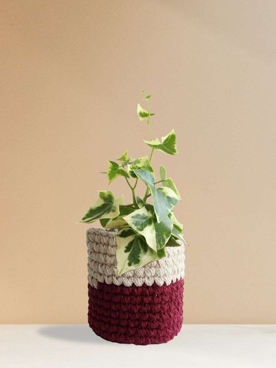 English Ivy Variegated (Medium)