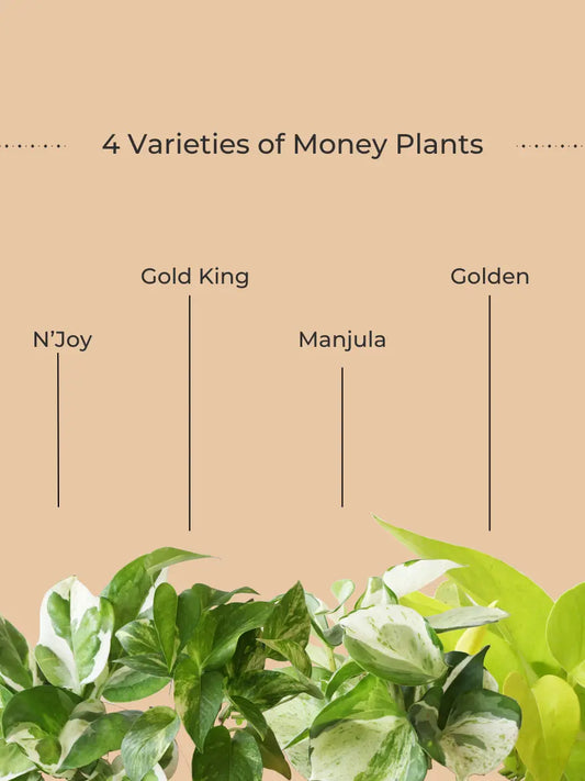 Exotic Money Plant Combo (Small)