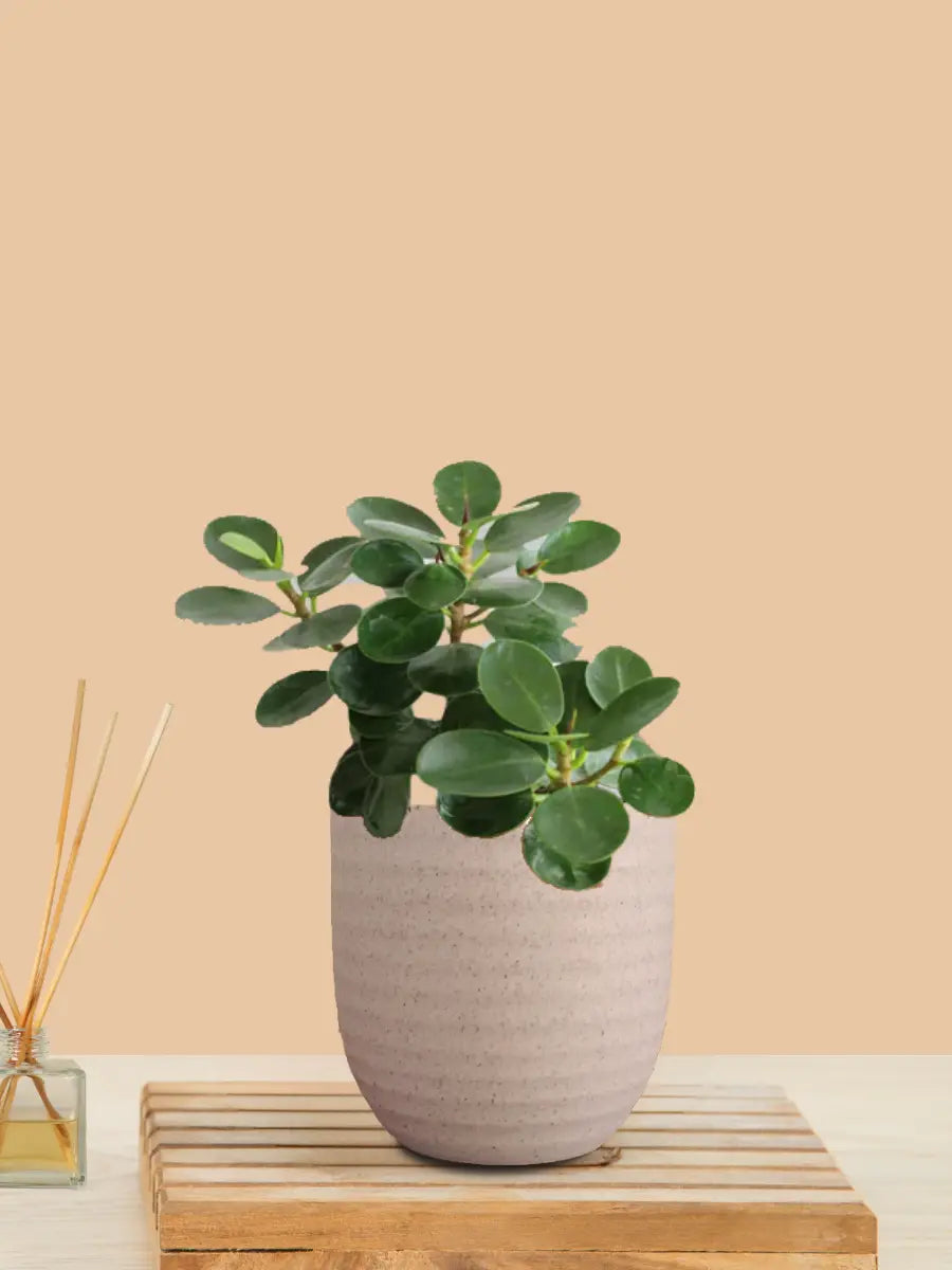 Ficus Compacta Plant (Small) in Eco Pot