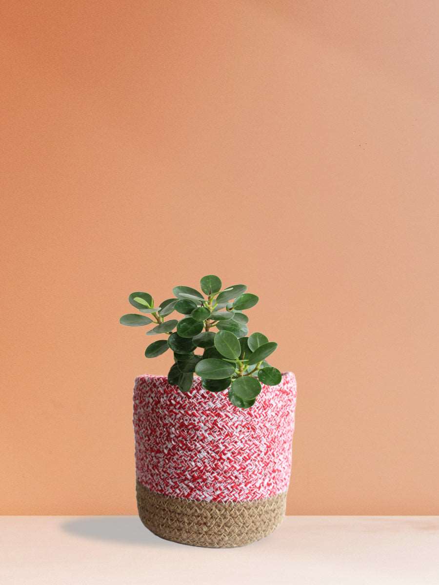 Ficus Microcarpa (Medium)