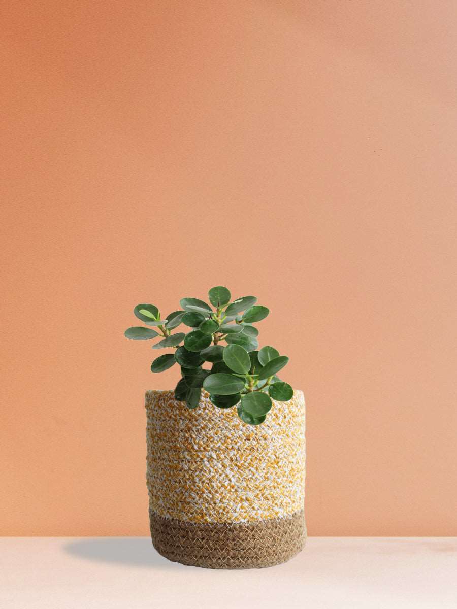 Ficus Microcarpa (Medium)