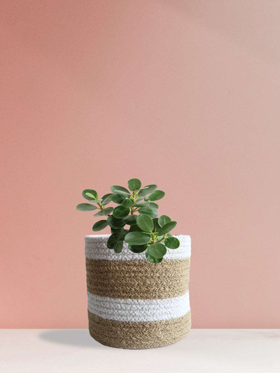 Ficus Microcarpa (Medium)