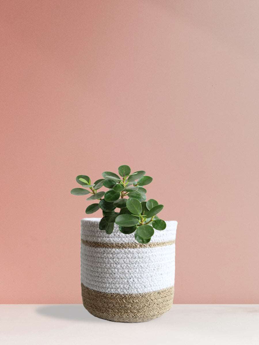 Ficus Microcarpa (Medium)