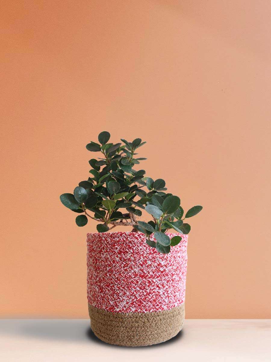 Ficus Microcarpa Plant (Large)