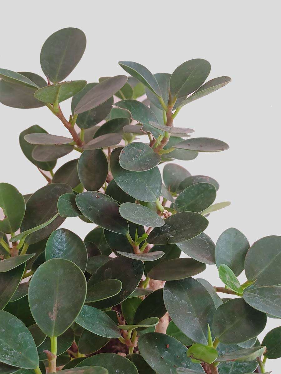 Ficus Microcarpa Plant (Large)