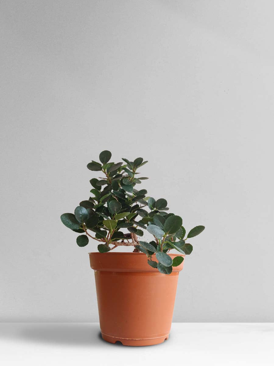 Ficus Compacta Plant (Large)