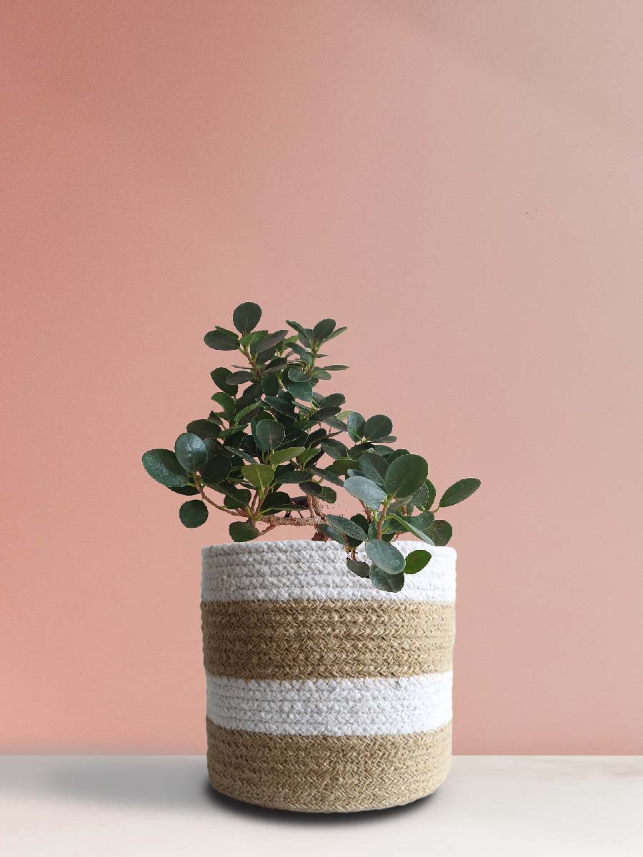 Ficus Compacta Plant (Large)