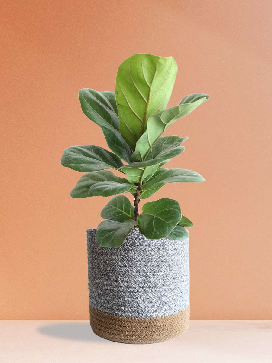 Bambino Fiddle Leaf Fig (Large)