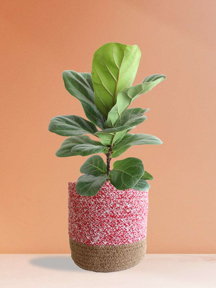 Bambino Fiddle Leaf Fig (Large)